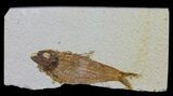 Bargain, Knightia Fossil Fish - Wyoming #60469-1